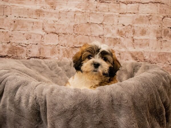 Teddy Bear- Available 10/5-DOG-Male-Chocolate-1533-PetCenter Old Bridge, New Jersey