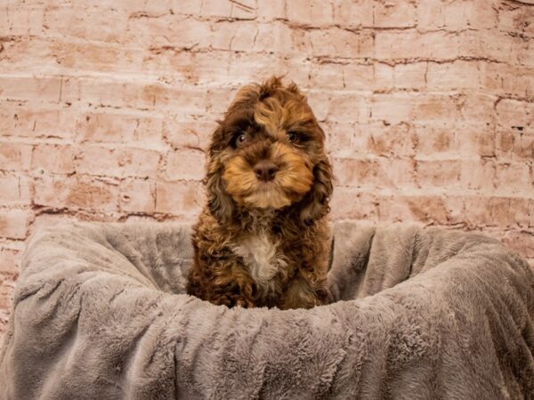 Cockapoo- Available 10/5-DOG-Male-Chocolate Roan-1538-PetCenter Old Bridge, New Jersey