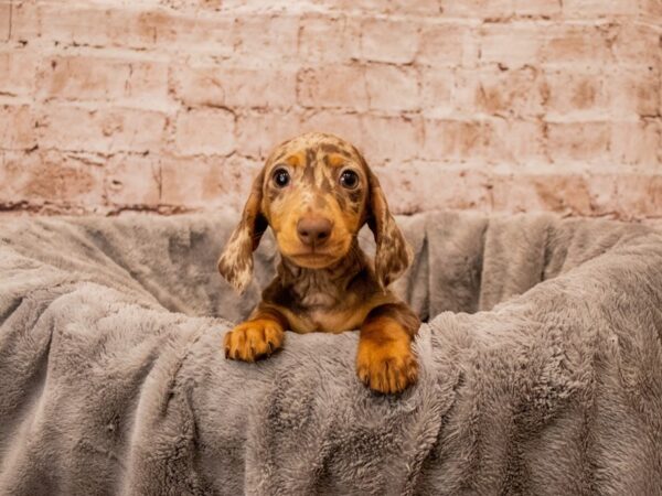 Dachshund- Available 10/5-DOG-Female-Chocolate and Tan-1536-PetCenter Old Bridge, New Jersey