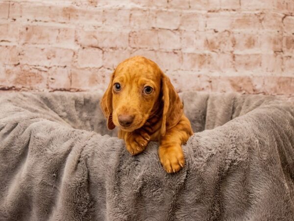 Dachshund- Available 10/5-DOG-Male-Red-1537-PetCenter Old Bridge, New Jersey