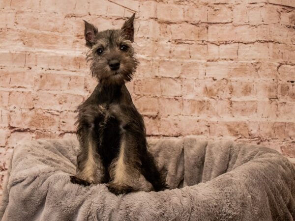 Miniature Schnauzer- Available 10/5-DOG-Female-Salt / Pepper-1534-PetCenter Old Bridge, New Jersey