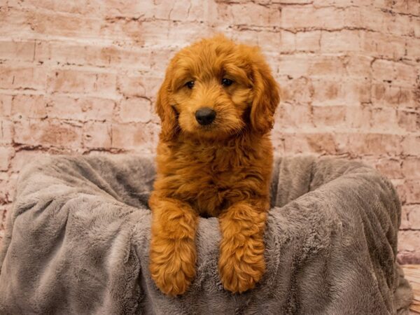 Mini Goldendoodle- Available 10/5-DOG-Male-Red-1535-PetCenter Old Bridge, New Jersey