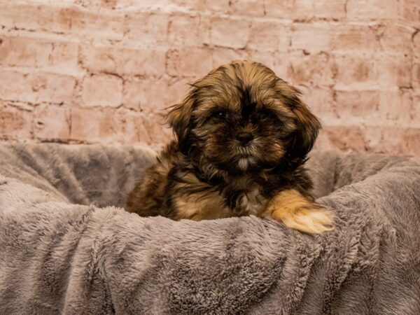 Shih Tzu- Available 10/5-DOG-Male-Brindle-1540-PetCenter Old Bridge, New Jersey