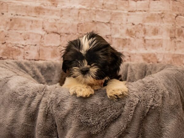 Shih Tzu- Available 10/5-DOG-Female-Black and White-1539-PetCenter Old Bridge, New Jersey