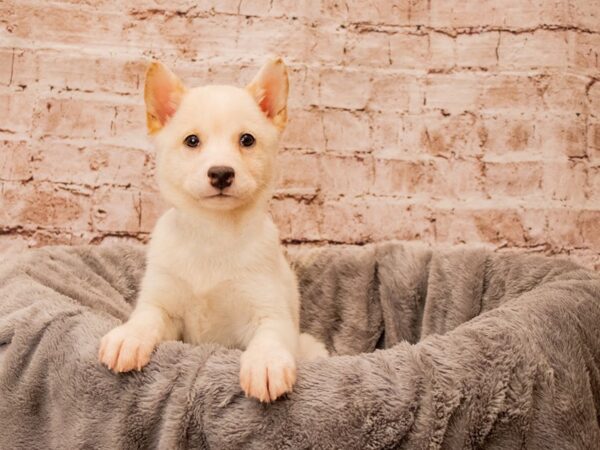 Shiba Inu- Available 10/5-DOG-Male-Cream-1546-PetCenter Old Bridge, New Jersey