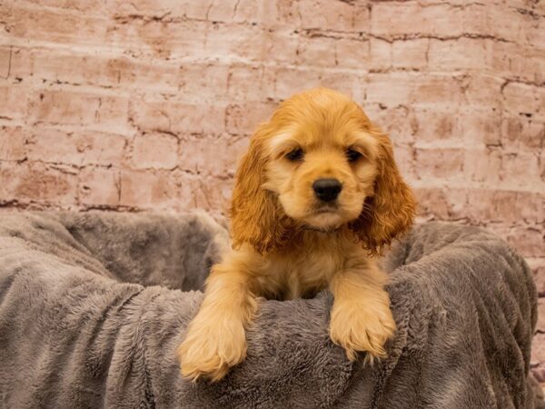 Cocker Spaniel- Available 10/5-DOG-Male-Buff-1543-PetCenter Old Bridge, New Jersey