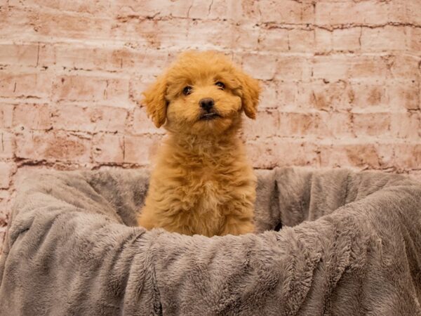 Mini AussiePoo- Available 10/5-DOG-Male-Champagne-1548-PetCenter Old Bridge, New Jersey