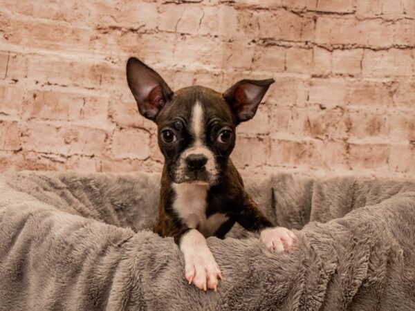 Boston Terrier-DOG-Female-Brindle and White-1547-PetCenter Old Bridge, New Jersey