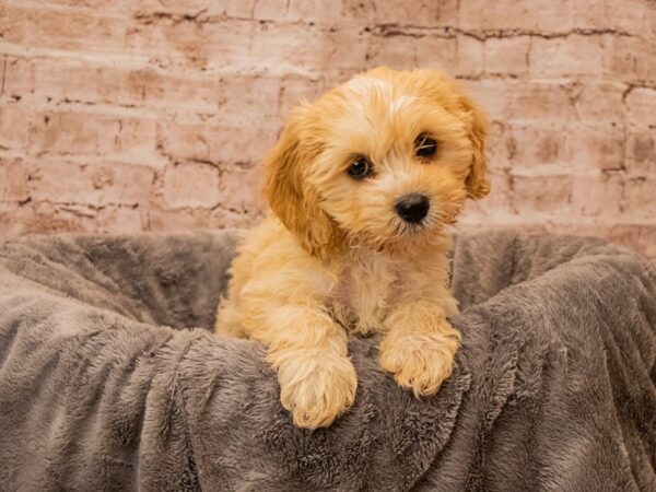 Cavachon- Available 10/5-DOG-Female-Cream-1544-PetCenter Old Bridge, New Jersey