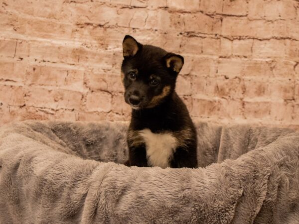 Shiba Inu- Available 10/5-DOG-Female-Black and Tan-1545-PetCenter Old Bridge, New Jersey