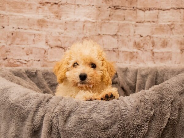 Bichon Poo- Available 10/5-DOG-Female-Apricot-1542-PetCenter Old Bridge, New Jersey