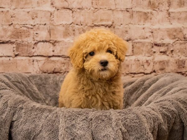 Mini Goldendoodle- Available 10/12-DOG-Female-Golden-1550-PetCenter Old Bridge, New Jersey