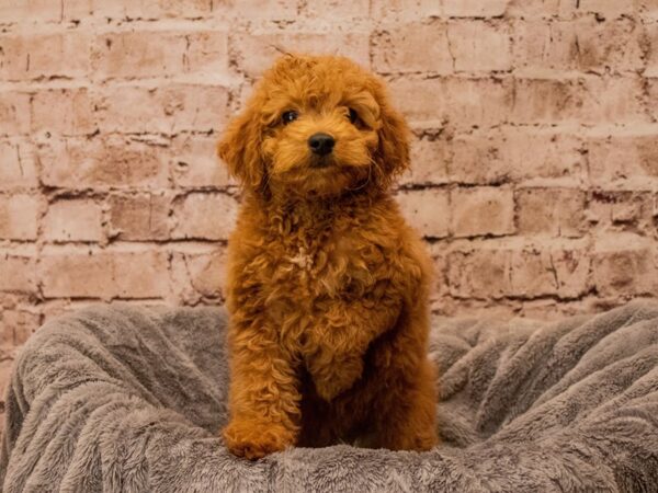 Mini Goldendoodle- Available 10/12-DOG-Male-Golden-1551-PetCenter Old Bridge, New Jersey
