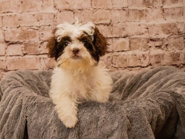 Shihpoo- Available 10/12-DOG-Female-Chocolate-1562-PetCenter Old Bridge, New Jersey