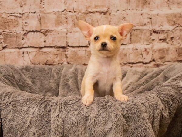Chihuahua- Available 10/12-DOG-Female-Cream / White-1557-PetCenter Old Bridge, New Jersey
