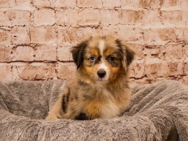 Miniature American Shepherd- Available 10/12-DOG-Male-Blue Merle-1554-PetCenter Old Bridge, New Jersey