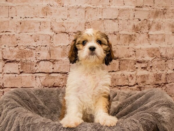 Cavachon- Available 10/12-DOG-Male-White and Apricot-1564-PetCenter Old Bridge, New Jersey