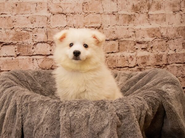 American Eskimo- Available 10/12-DOG-Female-White-1563-PetCenter Old Bridge, New Jersey