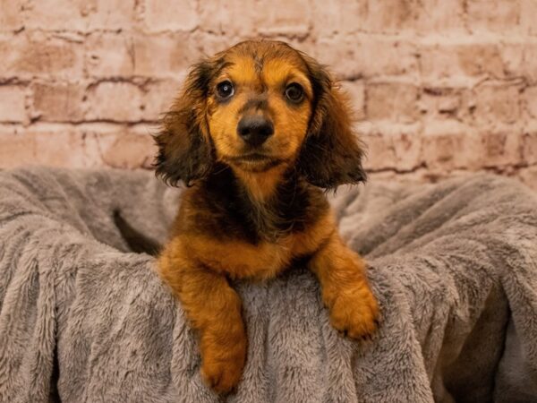 Dachshund- Available 10/12-DOG-Male-Red-1565-PetCenter Old Bridge, New Jersey