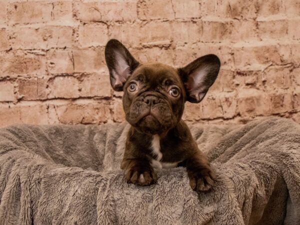 French Bulldog- Available 10/12-DOG-Male-Brindle-1568-PetCenter Old Bridge, New Jersey