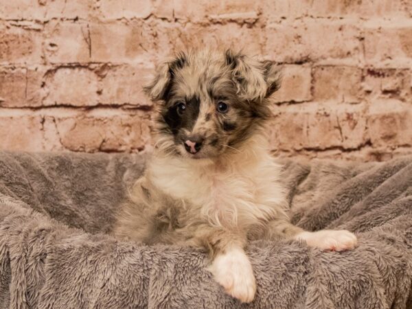 Sheltipoo- Available 10/12-DOG-Male-Blue Merle and White-1567-PetCenter Old Bridge, New Jersey