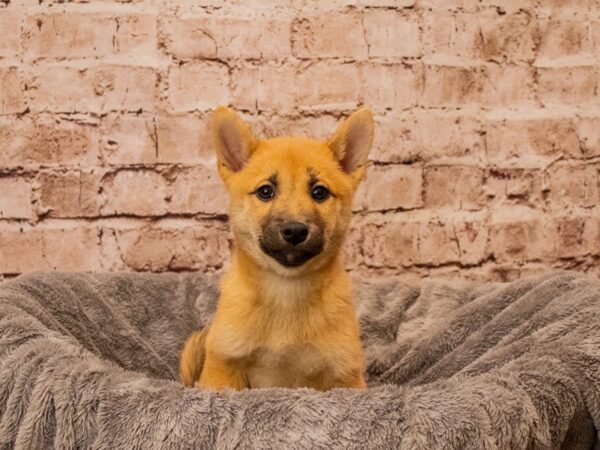 Shiba Inu- Available 10/12-DOG-Female-Red-1566-PetCenter Old Bridge, New Jersey