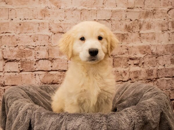 Golden Retriever- Available 10/12-DOG-Male-Cream-1549-PetCenter Old Bridge, New Jersey