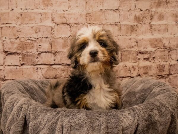 Mini Bernadoodle- Available 10/12-DOG-Female-White / Tan-1556-PetCenter Old Bridge, New Jersey