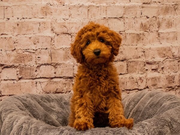 Poodle- Available 10/12-DOG-Female-Red-1561-PetCenter Old Bridge, New Jersey