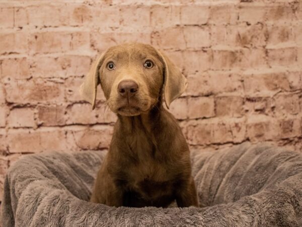 Labrador Retriever- Available 10/12-DOG-Female-Silver-1552-PetCenter Old Bridge, New Jersey