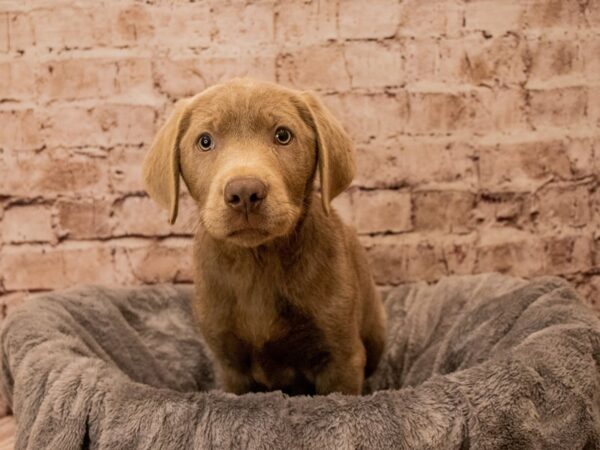 Labrador Retriever- Available 10/12-DOG-Male-Silver-1553-PetCenter Old Bridge, New Jersey
