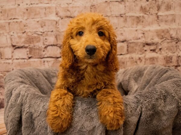 Mini Goldendoodle- Available 10/12-DOG-Male-Red-1560-PetCenter Old Bridge, New Jersey