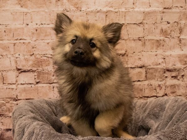 Keeshond- Available 10/12-DOG-Female-Black / Silver-1555-PetCenter Old Bridge, New Jersey