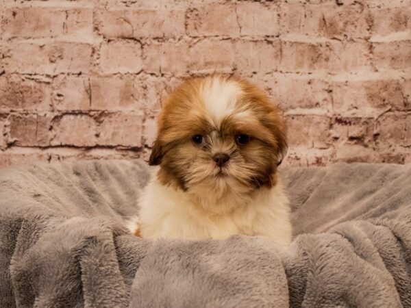 Shih Tzu- Available 10/19-DOG-Male-Sable / White-1570-PetCenter Old Bridge, New Jersey