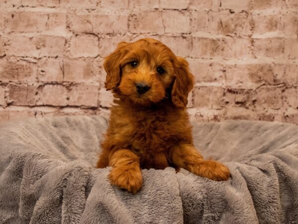 Mini Goldendoodle- Available 10/19-DOG-Male-Red-1569-PetCenter Old Bridge, New Jersey