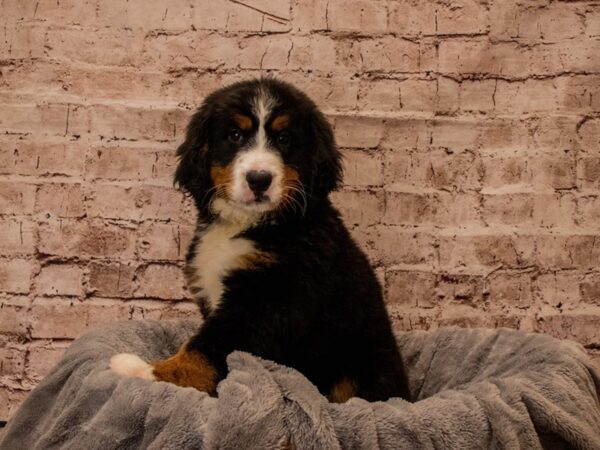 Bernese Mountain Dog- Available 10/19-DOG-Female-Tri-Colored-1571-PetCenter Old Bridge, New Jersey