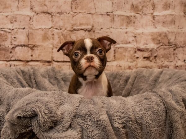 Boston Terrier- Available 10/19-DOG-Female-Seal and White-1574-PetCenter Old Bridge, New Jersey