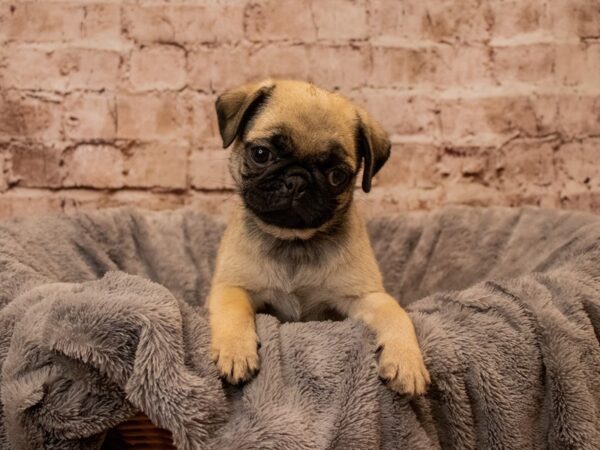 Pug- Available 10/19-DOG-Female-Fawn-1577-PetCenter Old Bridge, New Jersey