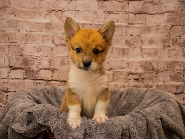 Pembroke Welsh Corgi- Available 10/19-DOG-Female-Sable-1575-PetCenter Old Bridge, New Jersey