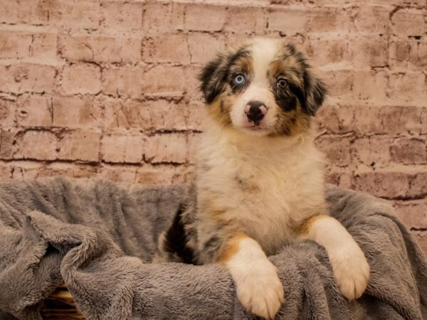 Australian Shepherd- Available 10/19-DOG-Female-Blue Merle White and Tan-1573-PetCenter Old Bridge, New Jersey