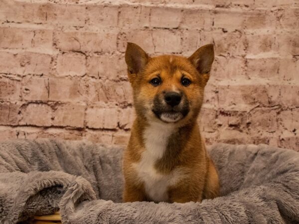 Shiba Inu- Available 10/19-DOG-Male-Red-1578-PetCenter Old Bridge, New Jersey