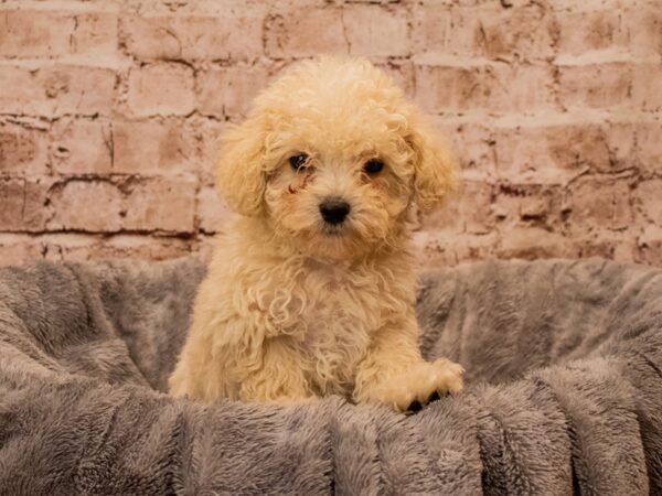 Maltipoo- Available 10/19-DOG-Male-Cream-1576-PetCenter Old Bridge, New Jersey