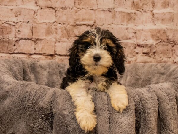 Cavapoo- Available 10/19-DOG-Female-Black and Apricot-1572-PetCenter Old Bridge, New Jersey