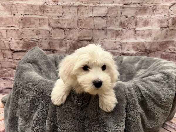 Coton De Tulear- Available 10/19-DOG-Male-Brindle / White-1580-PetCenter Old Bridge, New Jersey