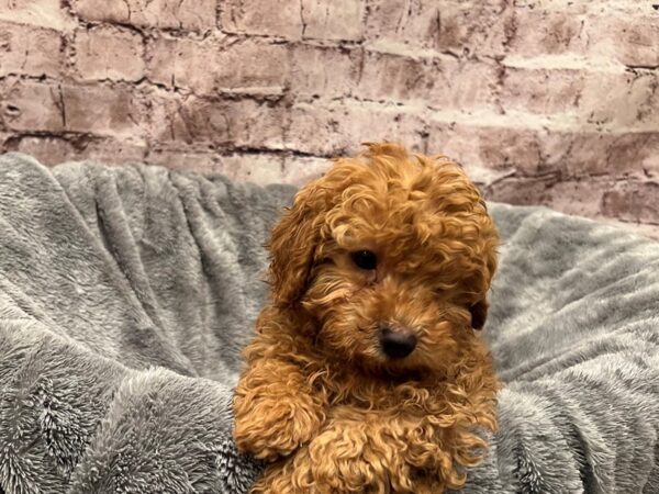 Mini Poodle- Available 10/19-DOG-Male-Red-1581-PetCenter Old Bridge, New Jersey