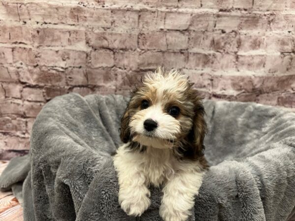 Cavachon- Available 10/19-DOG-Male-Sable / White-1579-PetCenter Old Bridge, New Jersey