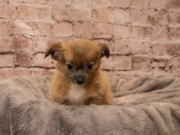 Chihuahua- Available 10/26-DOG-Male-Blue Sable-1583-PetCenter Old Bridge, New Jersey