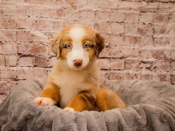 Australian Shepherd- Available 10/26-DOG-Female-Red-1586-PetCenter Old Bridge, New Jersey