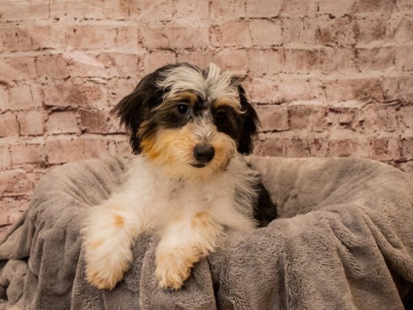 Mini Aussiedoodle- Available 10/26-DOG-Male-Black-1587-PetCenter Old Bridge, New Jersey
