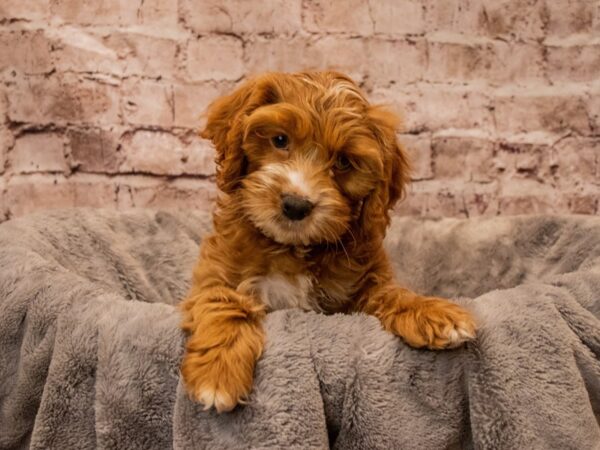 Cockapoo- Available 10/26-DOG-Female-Red / White-1584-PetCenter Old Bridge, New Jersey